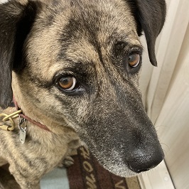 雑種犬のペティ 雑種犬のペティ