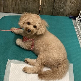 ミックス犬のムギちゃん ミックス犬のムギちゃん