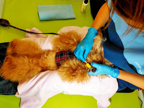 愛犬の歯みがき 愛犬の歯みがき