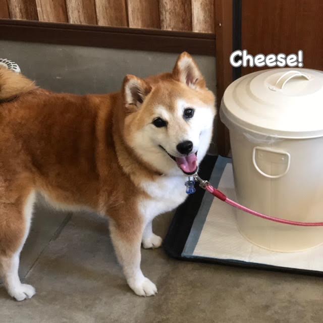 Cheese