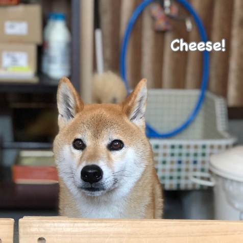 Cheese