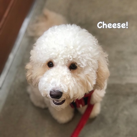 Cheese Cheese