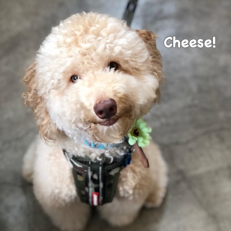 Cheese