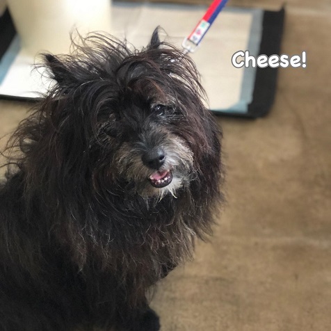 Cheese Cheese