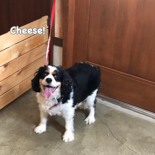 Cheese