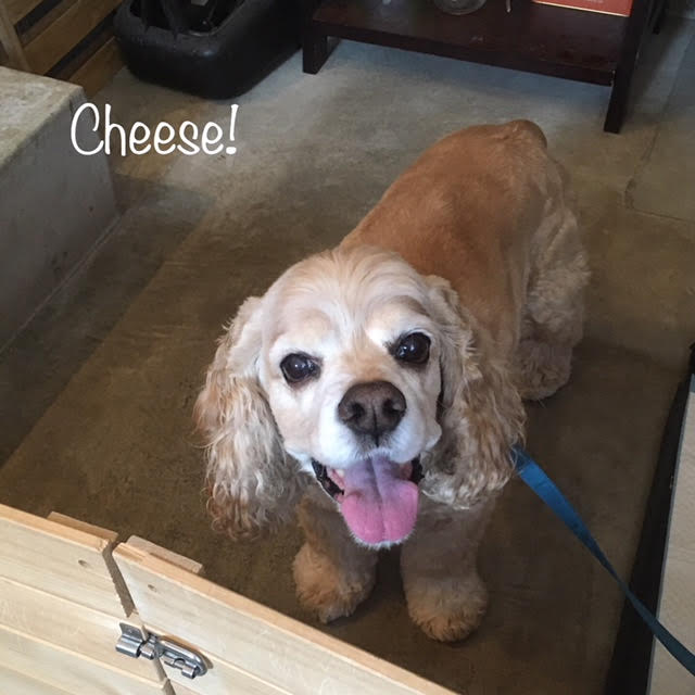 Cheese Cheese