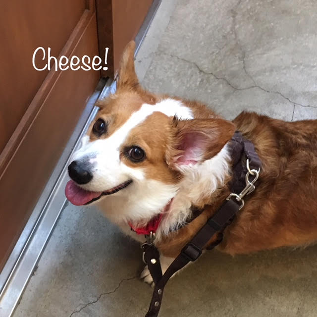 Cheese Cheese