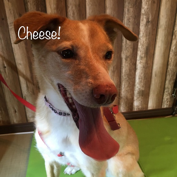 Cheese Cheese