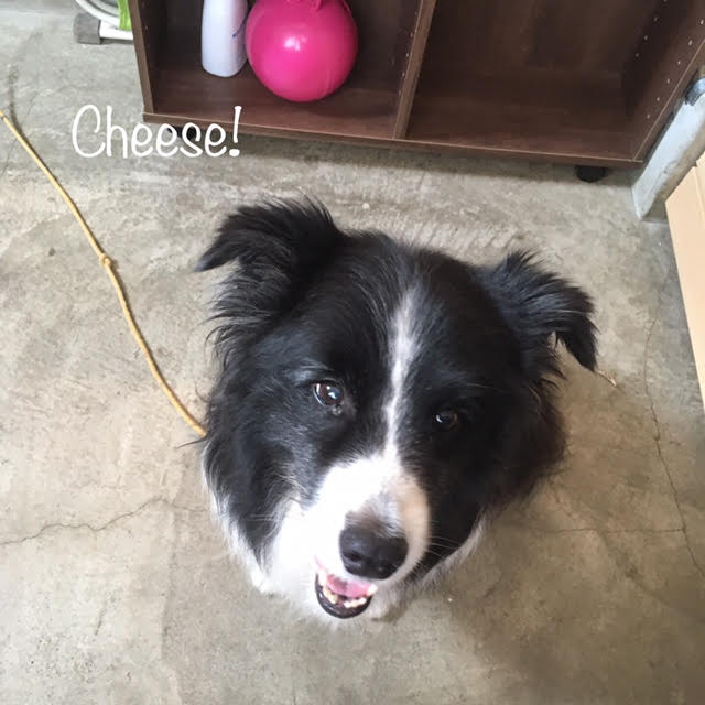 Cheese Cheese