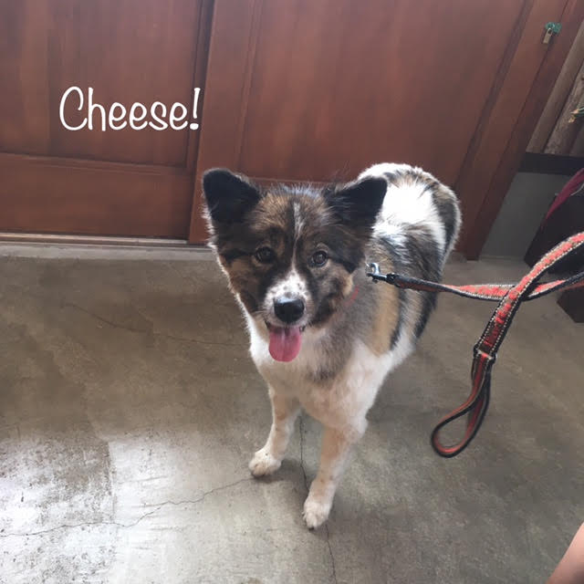 Cheese Cheese