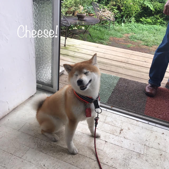 Cheese