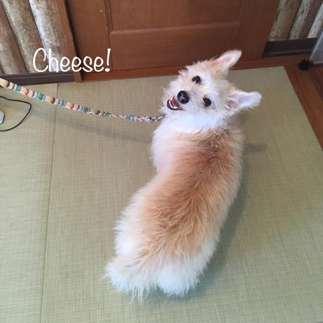 Cheese Cheese
