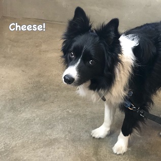 Cheese Cheese