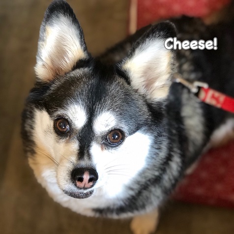 Cheese