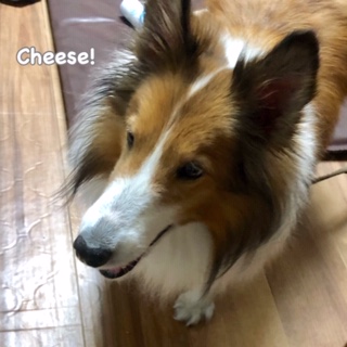 Cheese