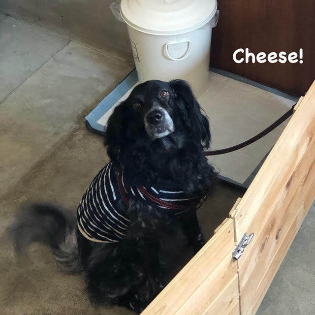 Cheese Cheese
