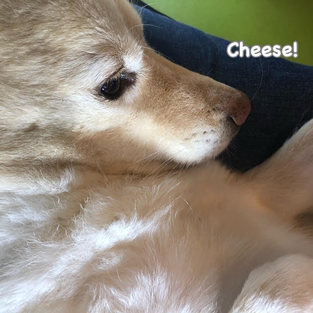 Cheese