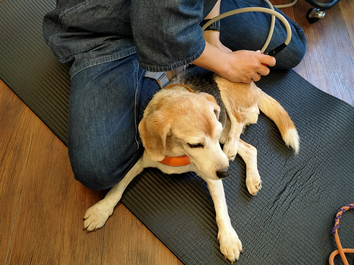 ミックス犬のアズキ ミックス犬のアズキ