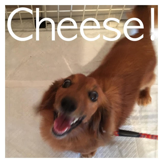 Cheese