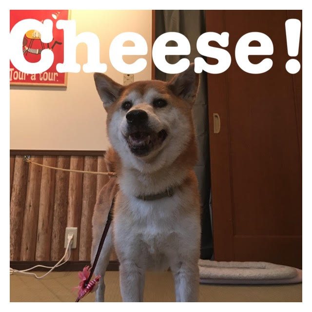 Cheese