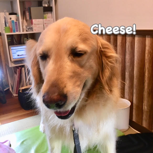 Cheese