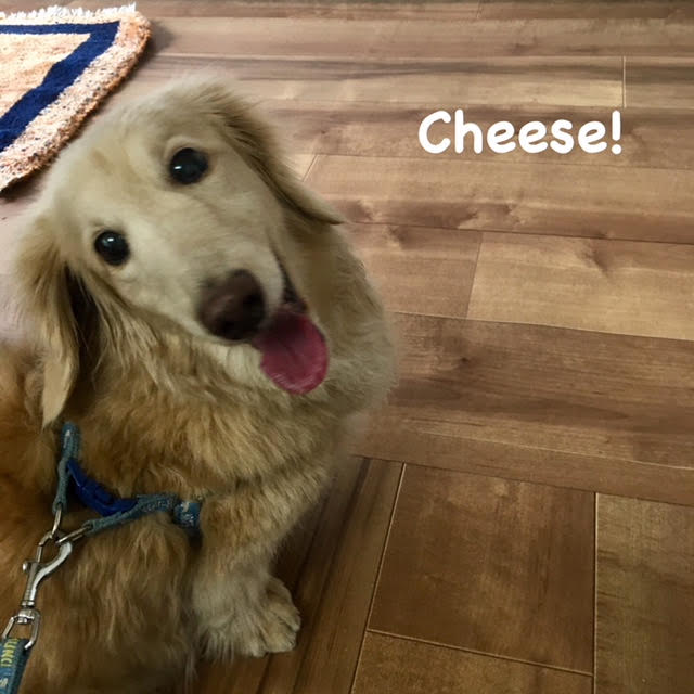 Cheese