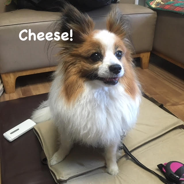 Cheese