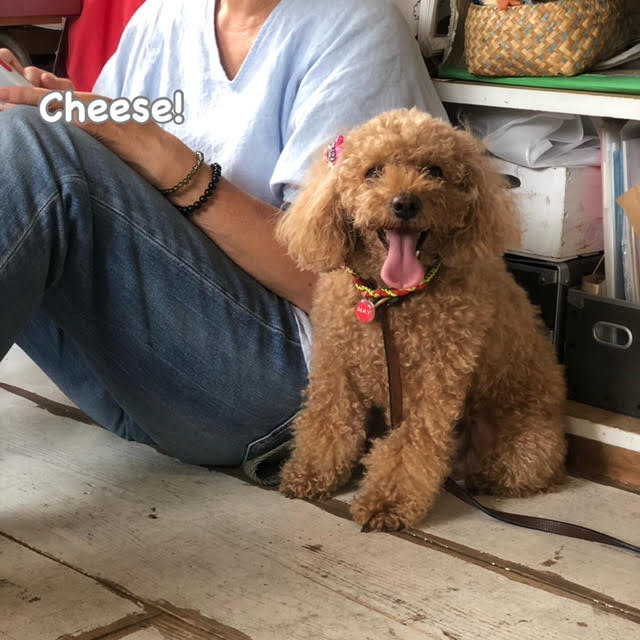 Cheese