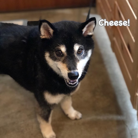 Cheese