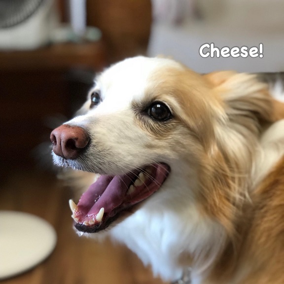 Cheese