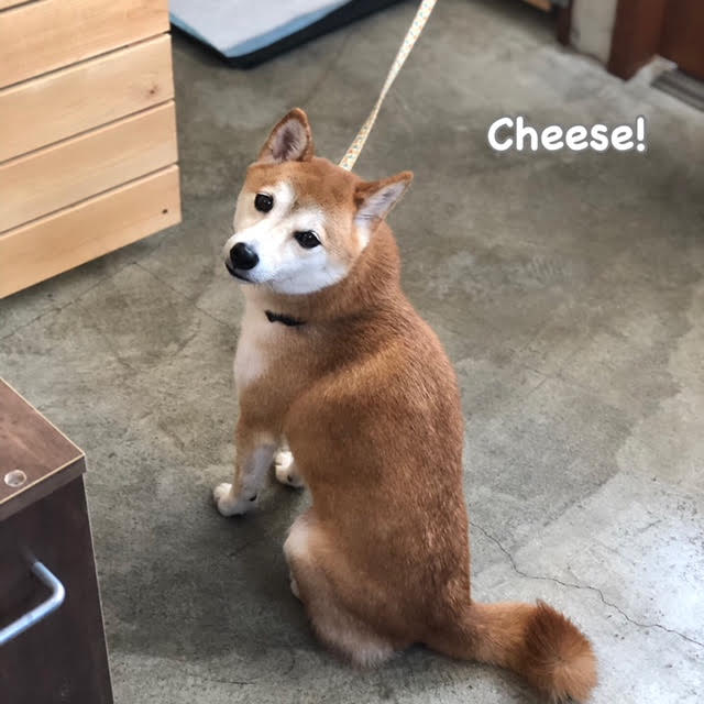 Cheese