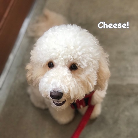 Cheese