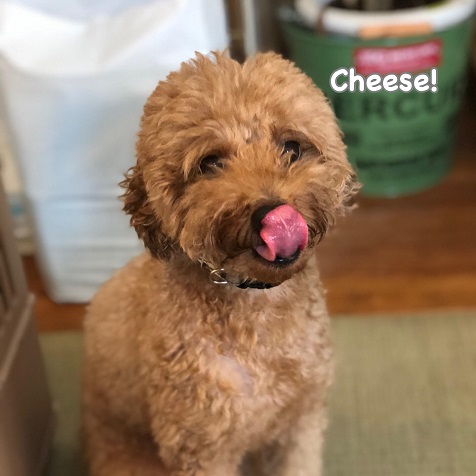 Cheese