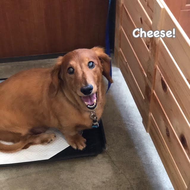 Cheese