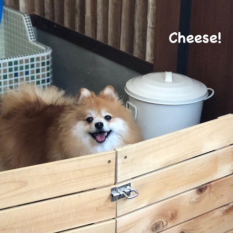 Cheese