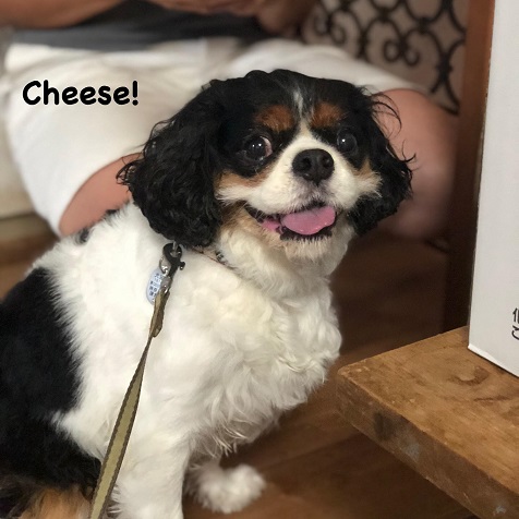 Cheese