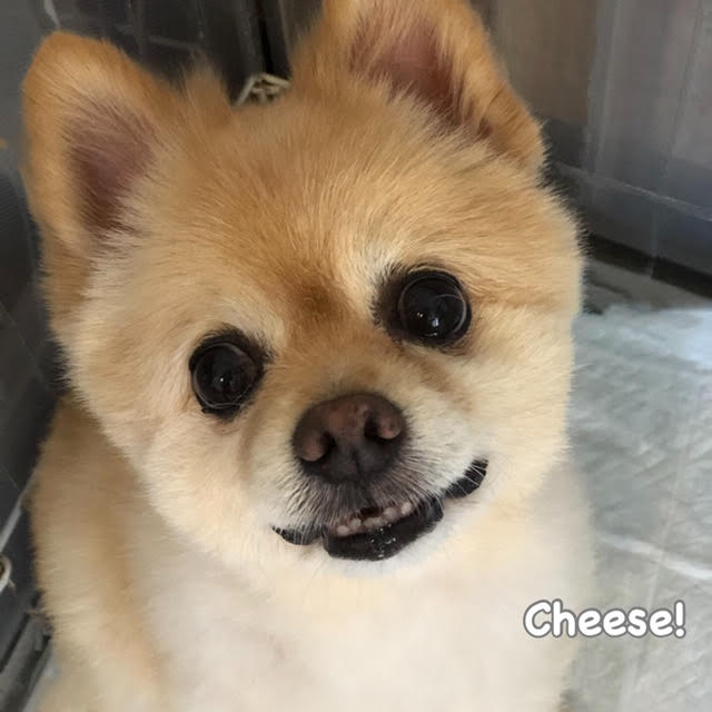 Cheese