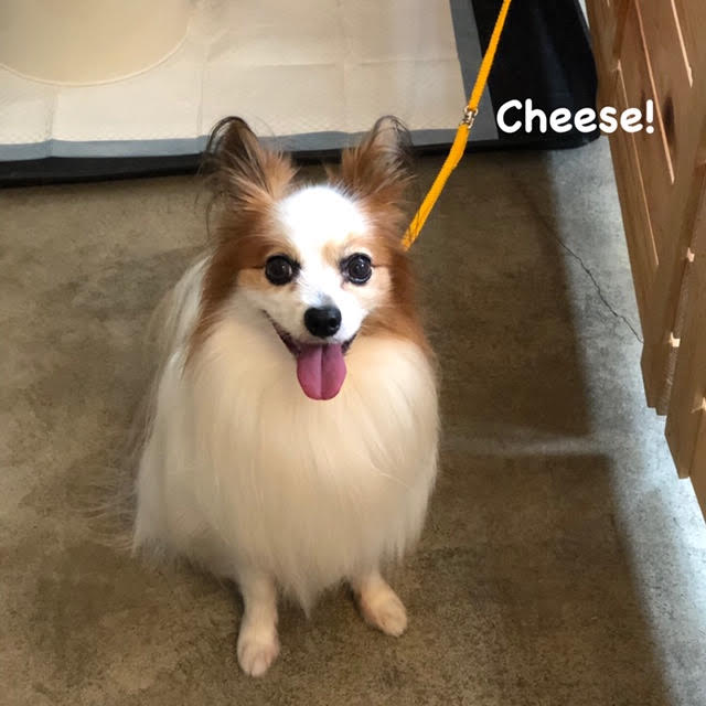 Cheese