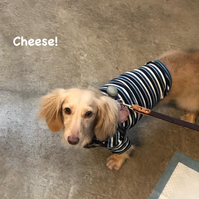 Cheese