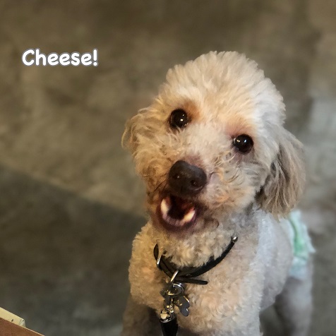 Cheese