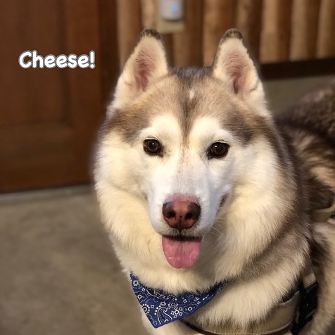 Cheese