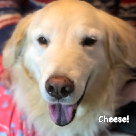 Cheese