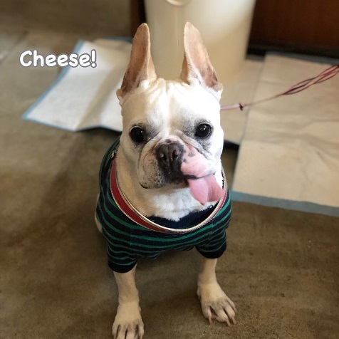 Cheese