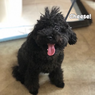 Cheese