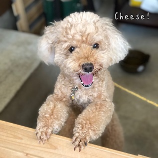 Cheese