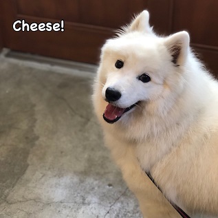 Cheese